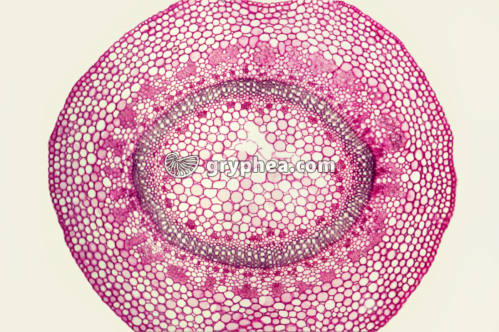 Tige de Pervenche CT x15 - gryphea.org